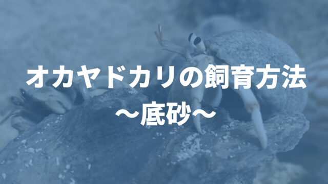 オカヤドカリの飼育方法 ヒーター 温度 湿度 温湿度の管理法など メイゲンマナビ