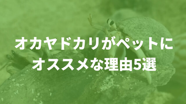 オカヤドカリがペットにオススメな理由5選 手間要らずの海のアイドル メイゲンマナビ