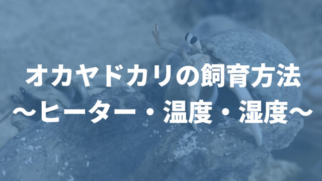 オカヤドカリの飼育方法 ヒーター 温度 湿度 温湿度の管理法など メイゲンマナビ